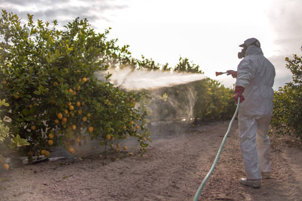 Best Local Pest Control Services  in Rosedale, MS