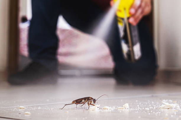 Best Affordable Pest Control Services  in Rosedale, MS