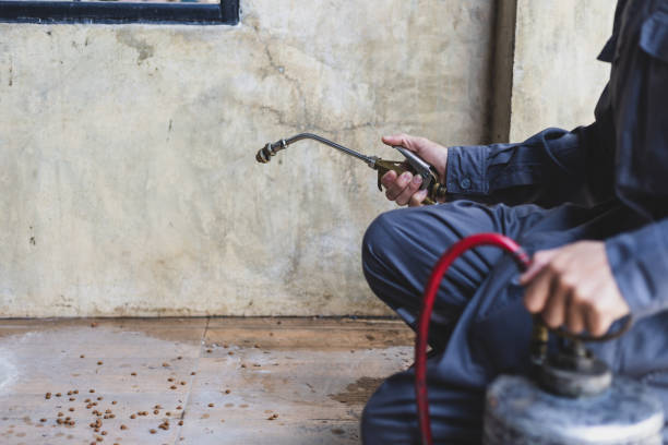 Best Termite Control Services  in Rosedale, MS